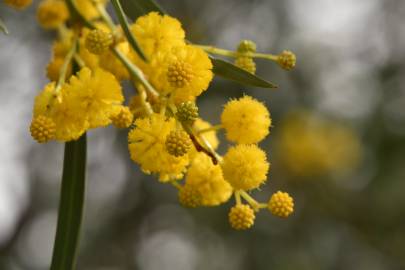 Fotografia da espécie Acacia saligna