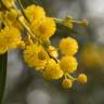 Fotografia 10 da espécie Acacia saligna do Jardim Botânico UTAD