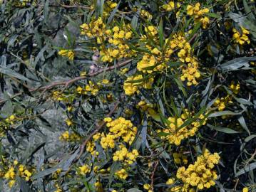 Fotografia da espécie Acacia saligna