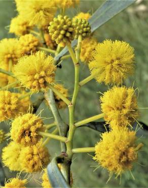 Fotografia 13 da espécie Acacia saligna no Jardim Botânico UTAD