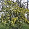 Fotografia 14 da espécie Acacia saligna do Jardim Botânico UTAD