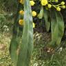 Fotografia 15 da espécie Acacia saligna do Jardim Botânico UTAD