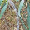 Fotografia 16 da espécie Acacia saligna do Jardim Botânico UTAD