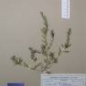 Fotografia de herbário 1 da espécie Lythrum hyssopifolia no Jardim Botânico UTAD
