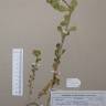 Fotografia de herbário 1 da espécie Euphorbia helioscopia no Jardim Botânico UTAD