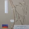 Fotografia de herbário 1 da espécie Epilobium brachycarpum no Jardim Botânico UTAD