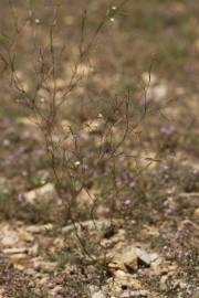 Fotografia da espécie Epilobium brachycarpum