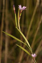 Fotografia da espécie Epilobium brachycarpum