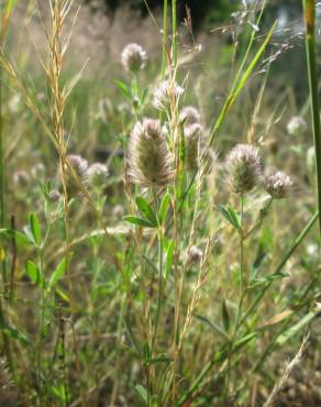 Fotografia 9 da espécie Trifolium arvense var. arvense no Jardim Botânico UTAD