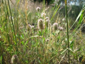 Fotografia da espécie Trifolium arvense var. arvense