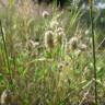 Fotografia 9 da espécie Trifolium arvense var. arvense do Jardim Botânico UTAD