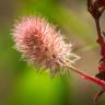 Fotografia 10 da espécie Trifolium arvense var. arvense do Jardim Botânico UTAD