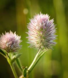 Fotografia da espécie Trifolium arvense var. arvense