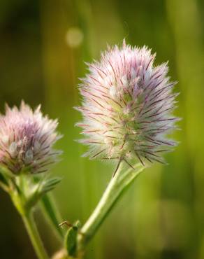 Fotografia 11 da espécie Trifolium arvense var. arvense no Jardim Botânico UTAD