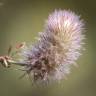 Fotografia 12 da espécie Trifolium arvense var. arvense do Jardim Botânico UTAD