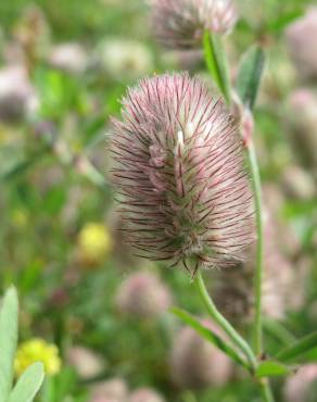 Fotografia 14 da espécie Trifolium arvense var. arvense no Jardim Botânico UTAD