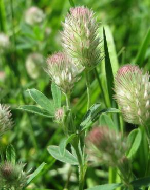 Fotografia 15 da espécie Trifolium arvense var. arvense no Jardim Botânico UTAD