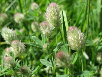 Fotografia da espécie Trifolium arvense var. arvense