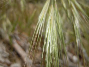 Fotografia da espécie Bromus diandrus