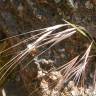 Fotografia 20 da espécie Bromus diandrus do Jardim Botânico UTAD
