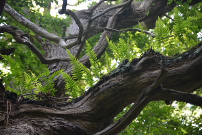 Fotografia da espécie Polypodium interjectum