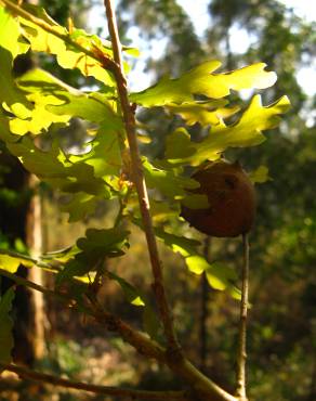 Fotografia 3 da espécie Quercus faginea subesp. faginea no Jardim Botânico UTAD