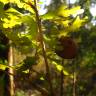 Fotografia 3 da espécie Quercus faginea subesp. faginea do Jardim Botânico UTAD