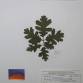 Fotografia 1 de herbário da espécie Quercus pyrenaica no Jardim Botânico UTAD