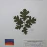 Fotografia de herbário 1 da espécie Quercus pyrenaica no Jardim Botânico UTAD