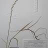 Fotografia de herbário 1 da espécie Lolium rigidum no Jardim Botânico UTAD