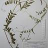 Fotografia de herbário 1 da espécie Vicia sativa no Jardim Botânico UTAD