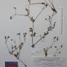Fotografia de herbário 1 da espécie Erodium botrys no Jardim Botânico UTAD
