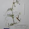 Fotografia de herbário 1 da espécie Lathyrus clymenum no Jardim Botânico UTAD
