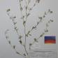 Fotografia 3 de herbário da espécie Trifolium arvense no Jardim Botânico UTAD