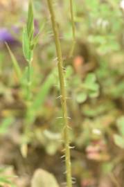 Fotografia da espécie Leontodon longirostris