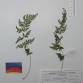 Fotografia 1 de herbário da espécie Asplenium obovatum no Jardim Botânico UTAD