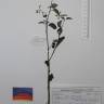 Fotografia de herbário 1 da espécie Solanum nigrum no Jardim Botânico UTAD