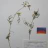 Fotografia de herbário 1 da espécie Vicia lutea no Jardim Botânico UTAD