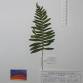 Fotografia 1 de herbário da espécie Polypodium cambricum no Jardim Botânico UTAD