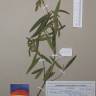 Fotografia de herbário 1 da espécie Phillyrea angustifolia no Jardim Botânico UTAD