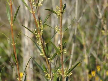 Fotografia da espécie Phillyrea angustifolia