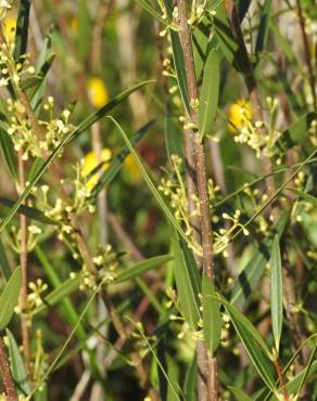 Fotografia 11 da espécie Phillyrea angustifolia no Jardim Botânico UTAD