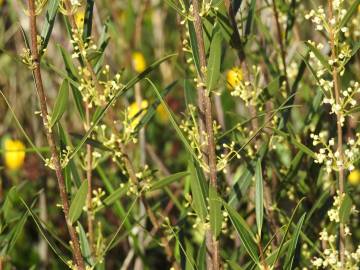 Fotografia da espécie Phillyrea angustifolia