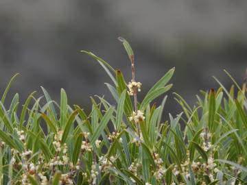 Fotografia da espécie Phillyrea angustifolia