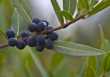 Fotografia da espécie Phillyrea angustifolia