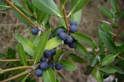 Fotografia da espécie Phillyrea angustifolia