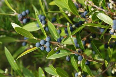 Fotografia da espécie Phillyrea angustifolia