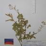 Fotografia de herbário 1 da espécie Adenocarpus anagyrifolius no Jardim Botânico UTAD