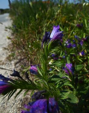 Fotografia 5 da espécie Echium rosulatum no Jardim Botânico UTAD