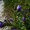 Fotografia 5 da espécie Echium rosulatum do Jardim Botânico UTAD